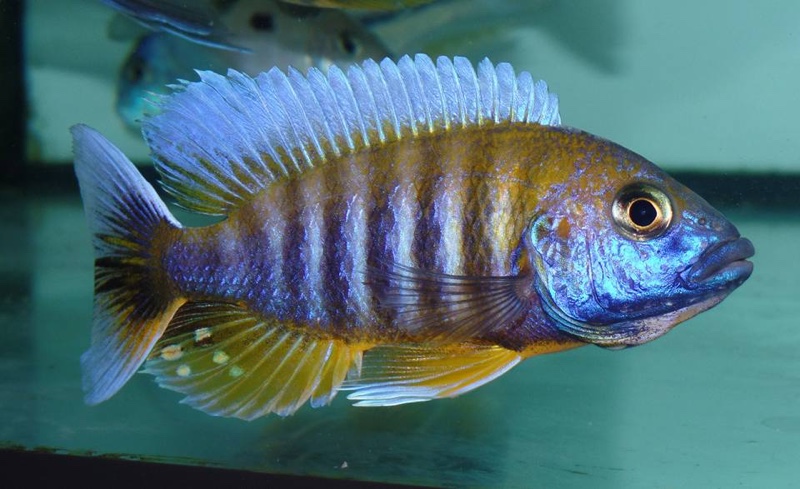 Aulonocara jacobfreibergi 'Otter Point'